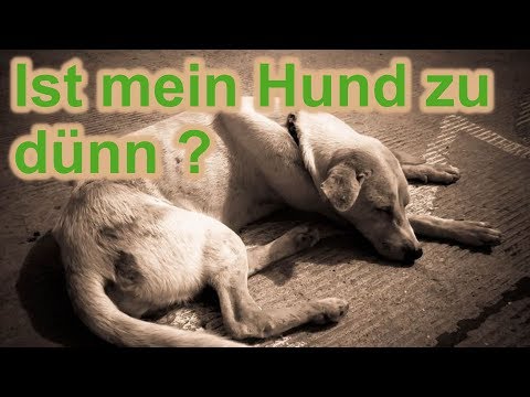Ist mein Hund zu dünn? - Muss mein Hund zunehmen? Woran erkenne ich das ? 🤔/ Nature Trails