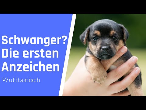 Die ersten 5 Anzeichen, dass dein Hund SCHWANGER ist! 🔥