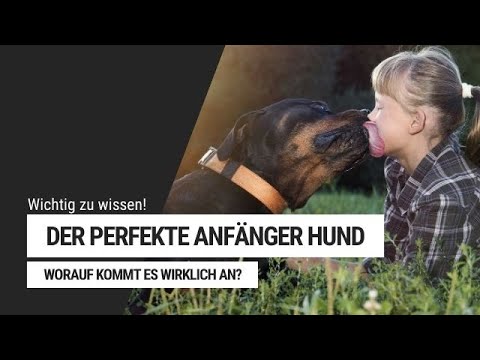 Der perfekte Anfänger Hund - Welche Hunderasse passt zu mir? | Welpenerziehung by Vitomalia