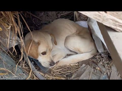 With her poor skinny body, she hid in the abandoned house to avoid being chased away by everyone