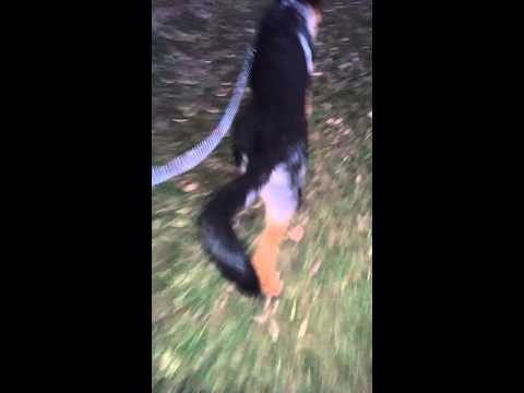 Kobe walking GSD Cow hock