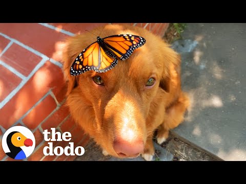 Golden Retriever Spends Hours A Day With His Butterflies | The Dodo