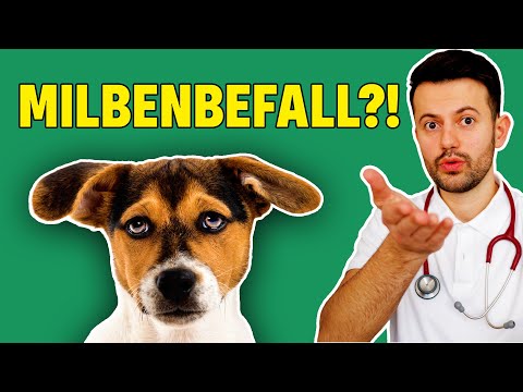 Milben beim Hund (Tierarzt klärt auf)