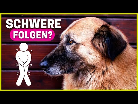 Das passiert, wenn dein Hund häufig lange nicht pinkeln darf