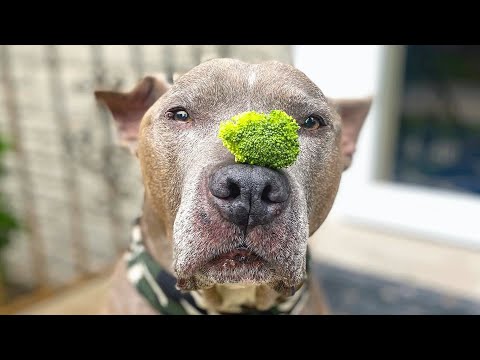 He was dumped outside a pet store. Then he met the perfect man.