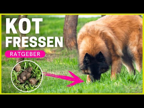 Warum frisst mein Hund Kot? | Gründe &amp; Hilfe bei Kot fressen