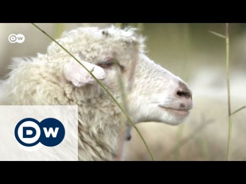 Mein Liebling, der Owtscharka | Global 3000