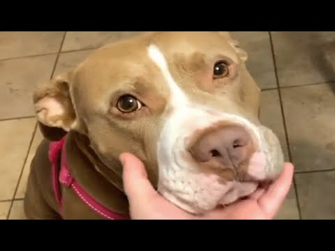 Mama dog was dumped for being useless. Someone gave her another chance at life.
