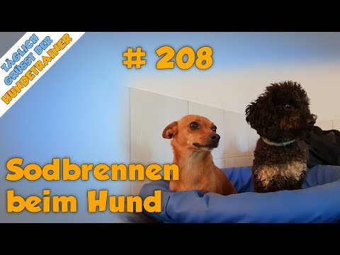 Sodbrennen beim Hund erkennen (Außerdem: 3 Tipps die beim Bekämpfen helfen können) - TGH 208