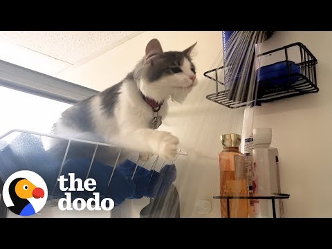 Cat Jumps In Every Shower Her Mom Takes | The Dodo