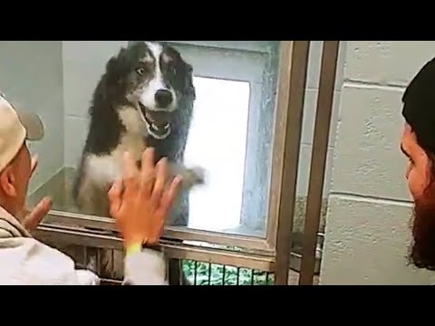 Dog Lost For Weeks Can’t Believe Mom And Dad Are Here To Get Her | The Dodo