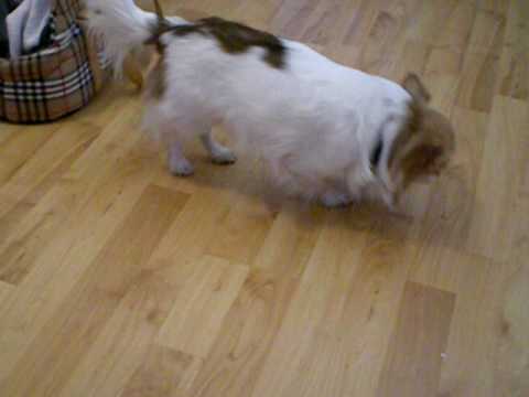 Hund nach der Narkose