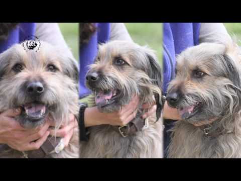 RASSESTANDARD KATALANISCHER SCHÄFERHUND Deutsch