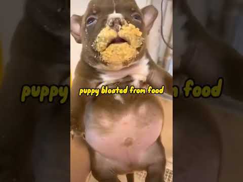 funny pup with a bloated stomach from eating too much 😂😂😂