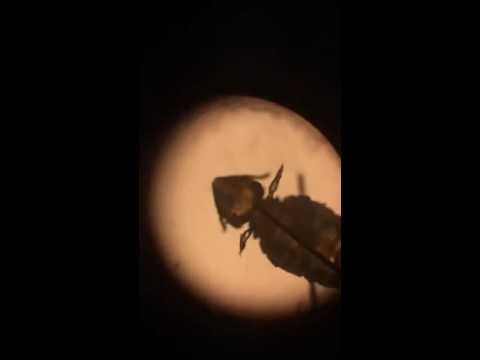Video Haarling