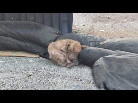 Dumped in the trash with a worn body... cold, alone and sadness waiting for his end in misery