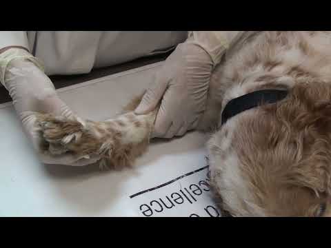 Diagnosing carpal hyperextension in a dog or cat