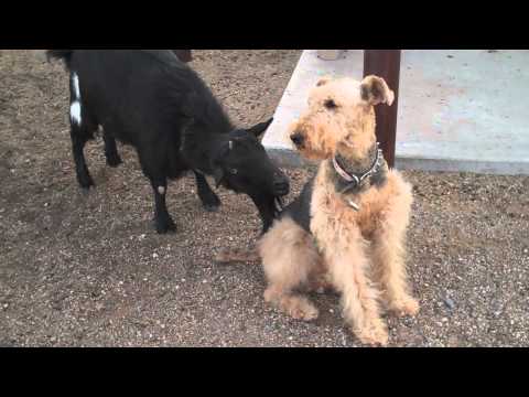 Funny Goat Licks Dog!