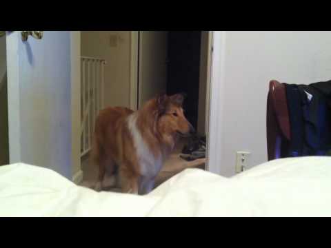 debarked dog barking
