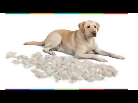 Fellpflege des Labradors
