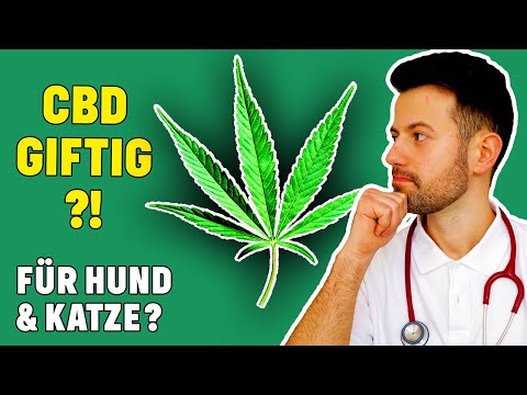 Macht CBD mein Haustier süchtig?! (Tierarzt klärt auf)