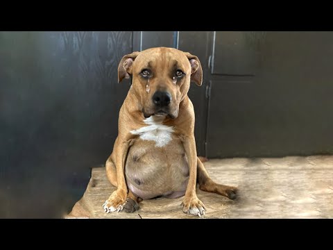 Tears of Happiness from Pregnant Mother Dog, Overcoming Adversity, Giving Birth to Beautiful Puppies