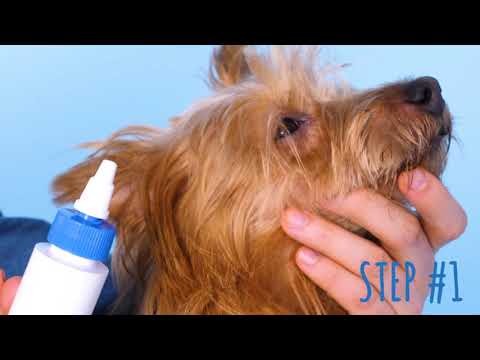 How to Clean a Dog&#039;s Ears