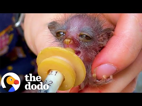 Tiniest Bush Baby Found In the Road | The Dodo