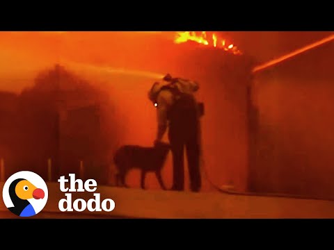 Dog Lost In The LA Fires Brings Community Together | The Dodo