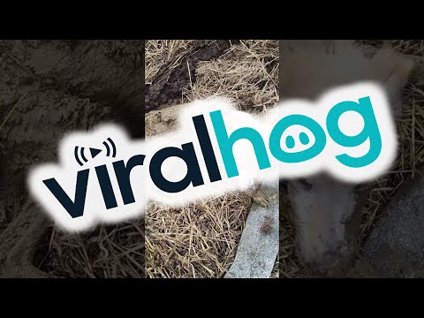 Rescuing a Dog Stuck in Mud on a Farm || ViralHog