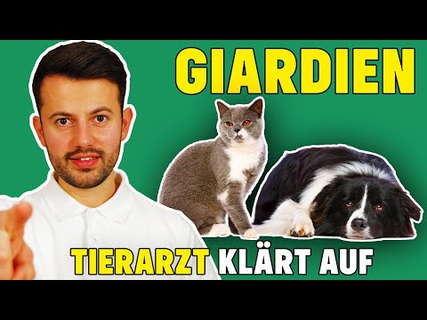 Giardien bei Hund und Katze - Was tun bei Giardiose???