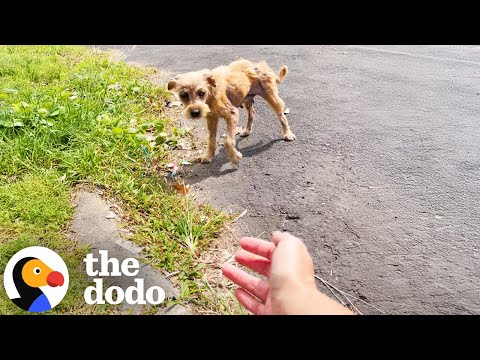 Terrified Stray Dog Transforms Into A Fluffy Puppy | The Dodo