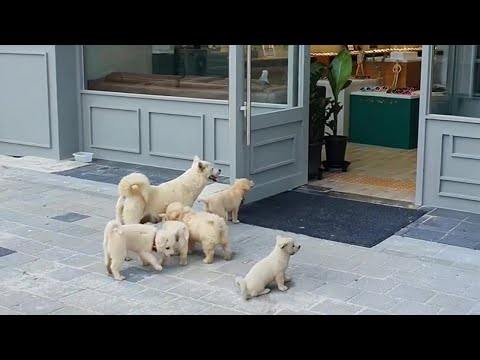 Puppies Kneel with their Mama at the store begging for help, they were desperate.