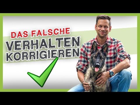 Wie du deinem WELPEN &#039;&#039;NEIN&#039;&#039; beibringst [mit Tamaskan Welpe]