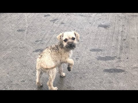 Abandoned puppy cries for its mother under the storm with a belly full of trash