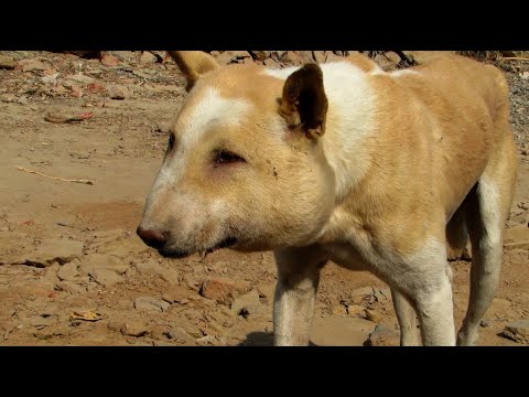 Straßenhund mit Riesen Abszess am Kopf aufgefunden - Unglaubliche Rettungsgeschichte