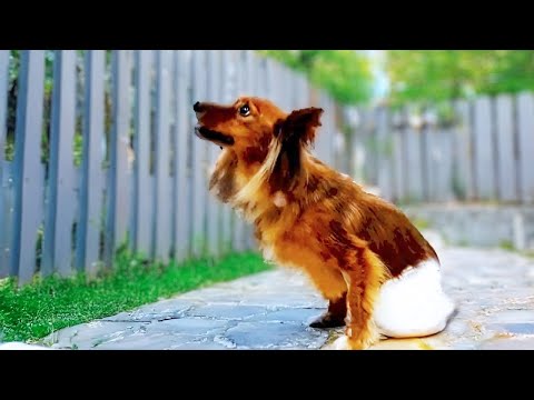Unwanted, the owner moves away and abandons the disabled dog despite her pleas.