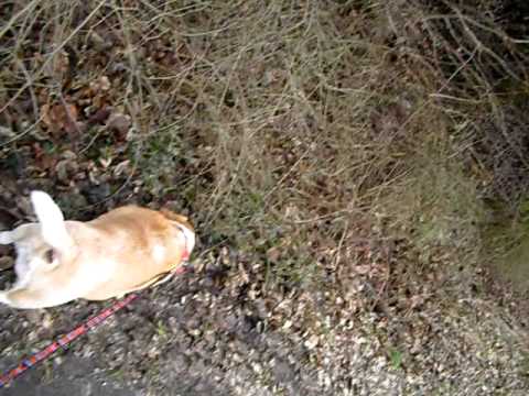 Beagle Urinprobe Tierarzt