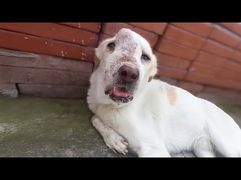 The owner locked him up and neglected him, he could only cry with a deformed face.