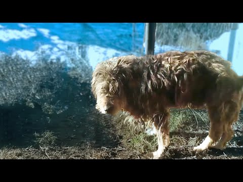 Who Will Save Me? A Lame Old Dog&#039;s Desperate Plea Lost in Loneliness