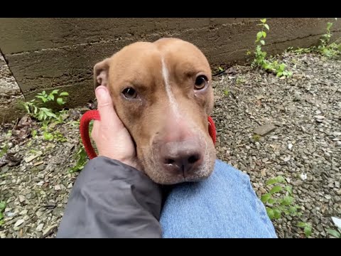 Scared pup trembles all over, then she&#039;s rescued - Stray Rescue of St.Louis