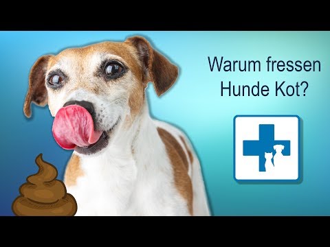 Warum frisst mein Hund Kot?