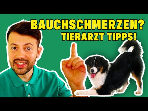 Bauchschmerzen beim Hund: 7 häufige Ursachen! (Tierarzt klärt auf)