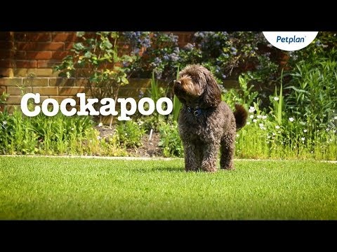 Cockapoo Puppies and Dogs: Temperament, Lifespan &amp; more | Petplan