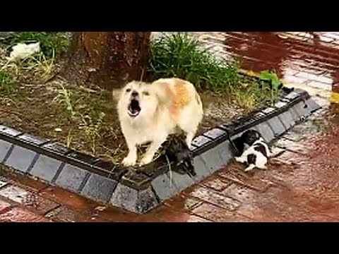 The mother dog barked at passersby in rain, it mysteriously missing left her puppies after rescued