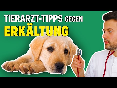 Was tun wenn der Hund erkältet ist? (Tierarzt klärt auf)