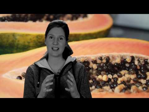 Papaya kerne - gegen Leberzirrhose - Parasiten - Würmer...