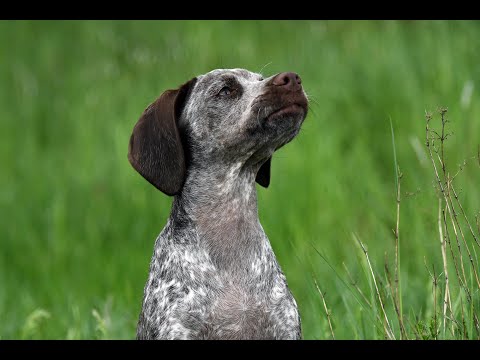 Braque du Bourbonnais Jagdhundwelpe Training