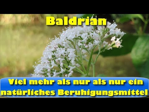 Baldrian - viel mehr als nur als nur ein natürliches Beruhigungsmittel