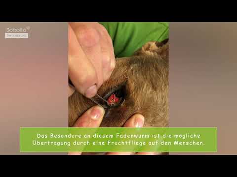 Befall durch den orientalischen Augenwurm „Thelazia callipaeda“